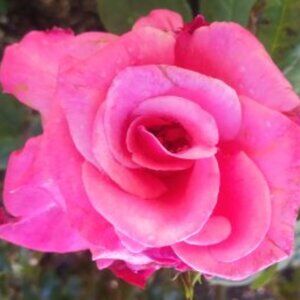 Meet your Posher, Cynthia